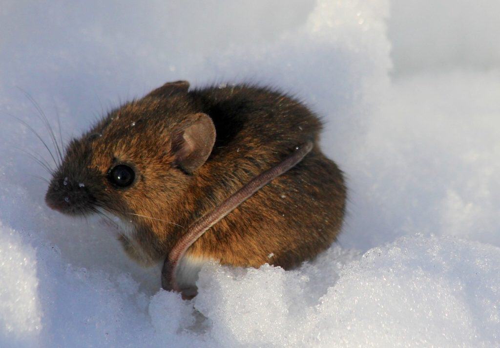 Moles, Voles, and Mice in Grass Under the Snow Green Giant Services