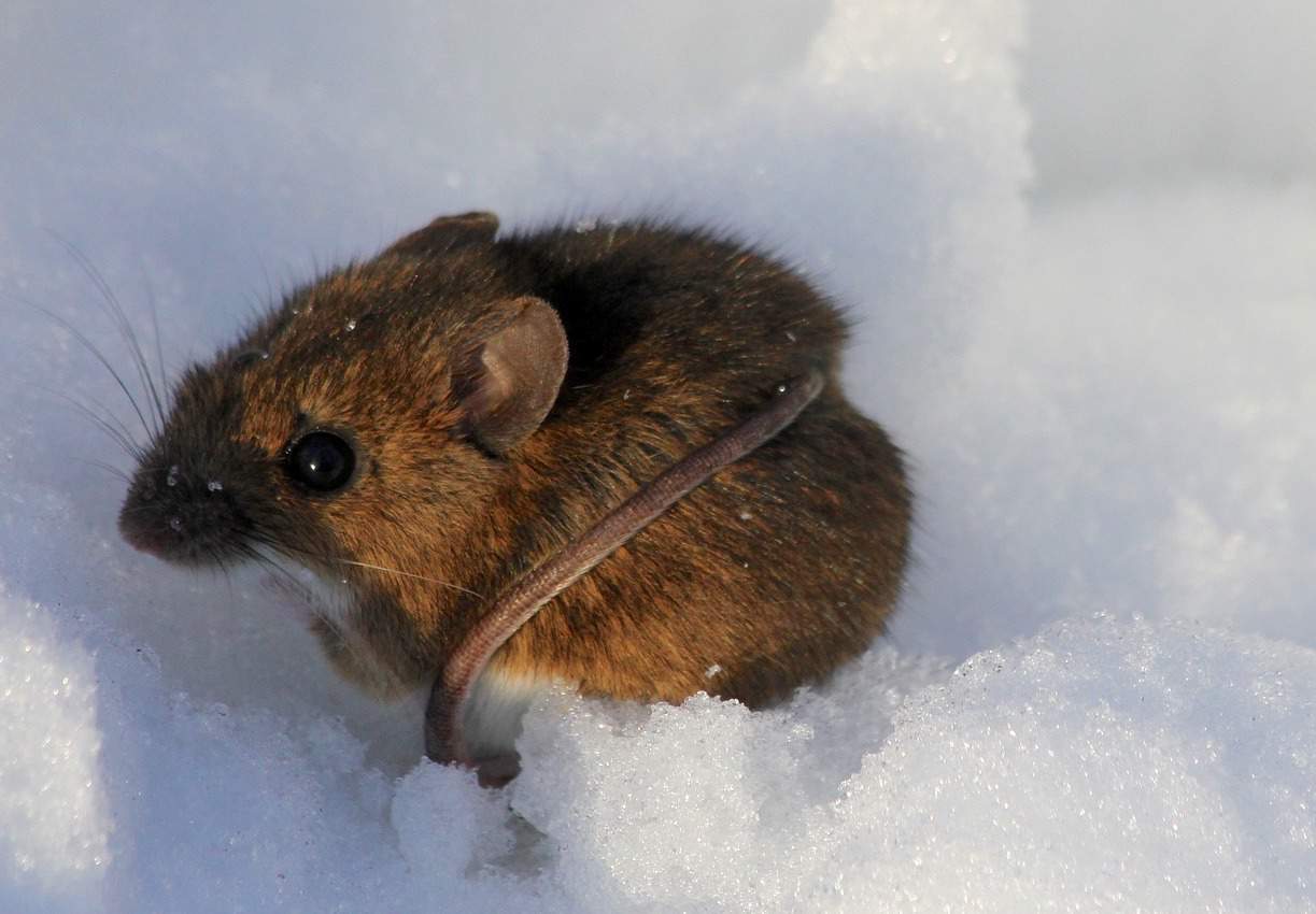Voles, moles, and mice under the snow