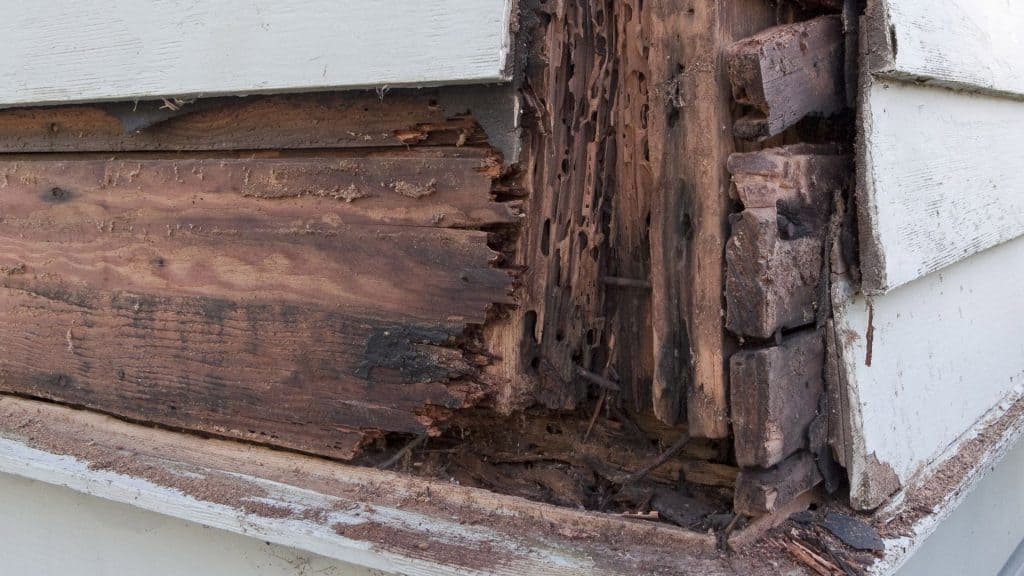 Winter weather leaves homes vulnerable to termites