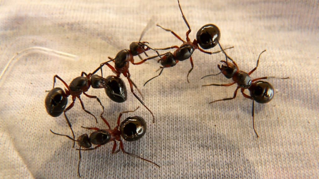 pc-ants-3-1024x576.jpg
