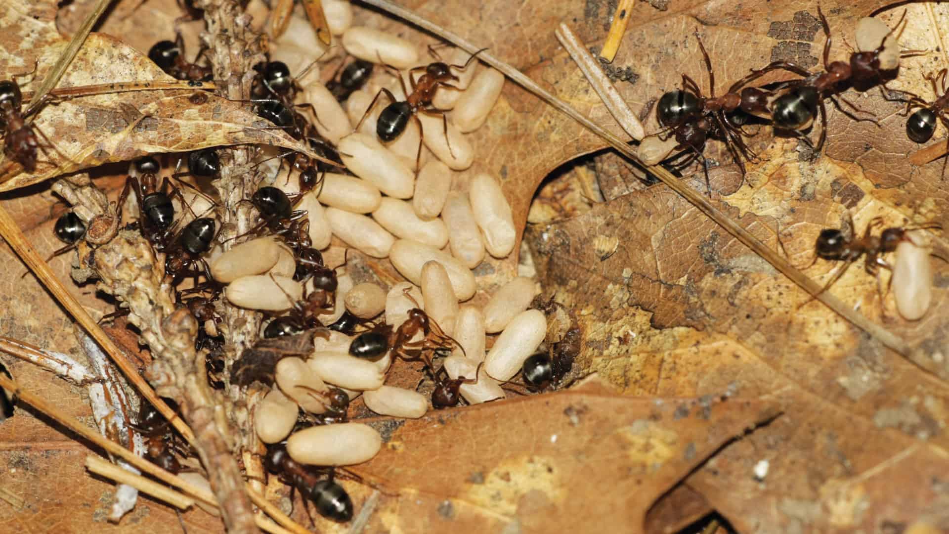 Сонник муравьи много. Красные муравьи термиты. Термиты против муравьев. Муравейник термитов. Гнездо термитов.