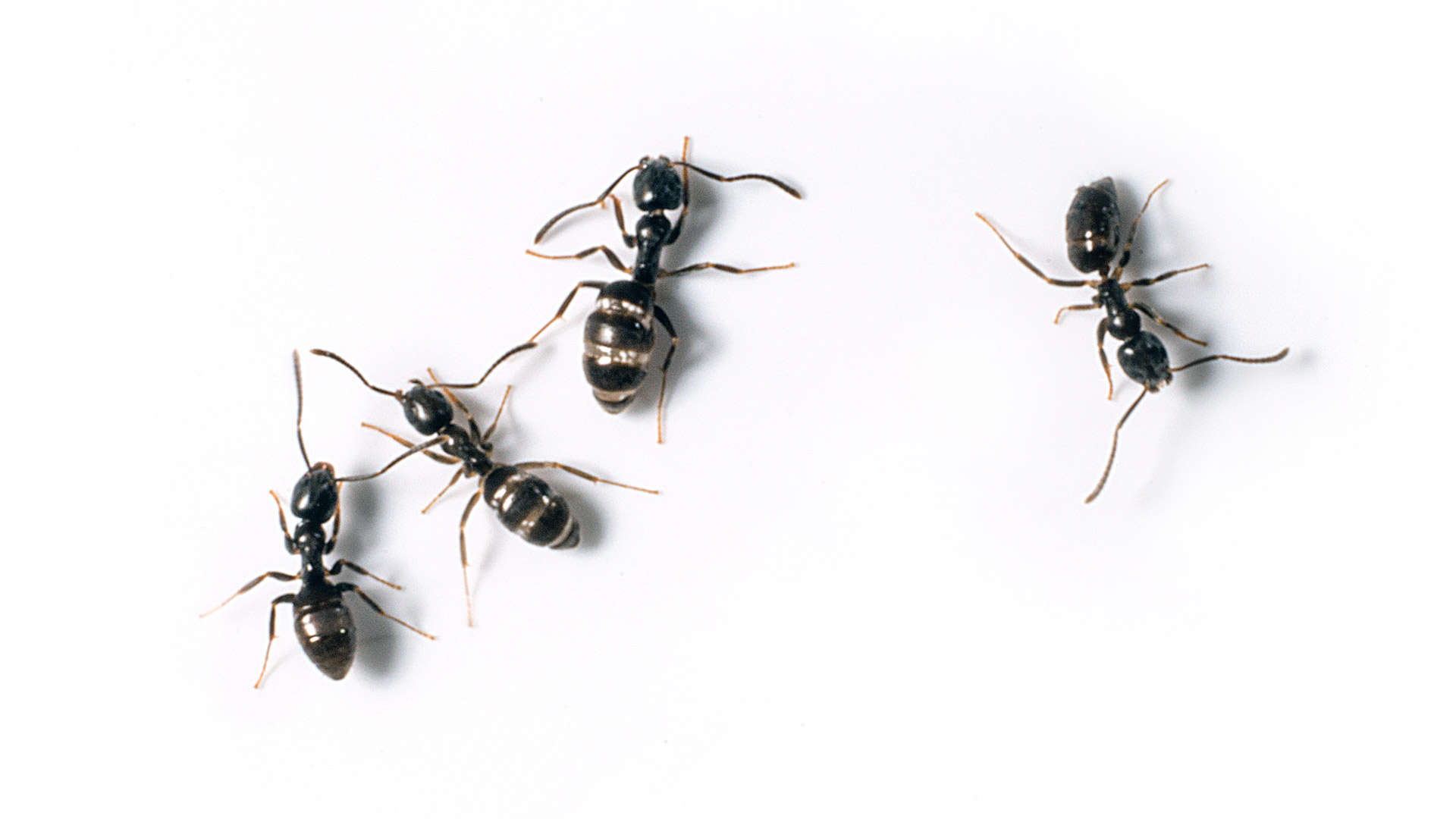 Carpenter Ant Facts Identification Green Giant Services