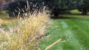 Fence Line Weed Vegetation Management Green Giant Services Fence Line Weed Vegetation Management Green Giant Services