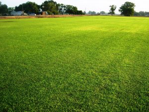 Field of Grass
