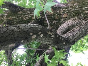 Spotted Lanternfly Egg Mass