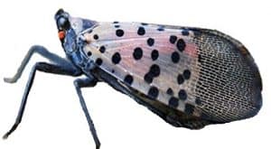 Adult Lanternfly