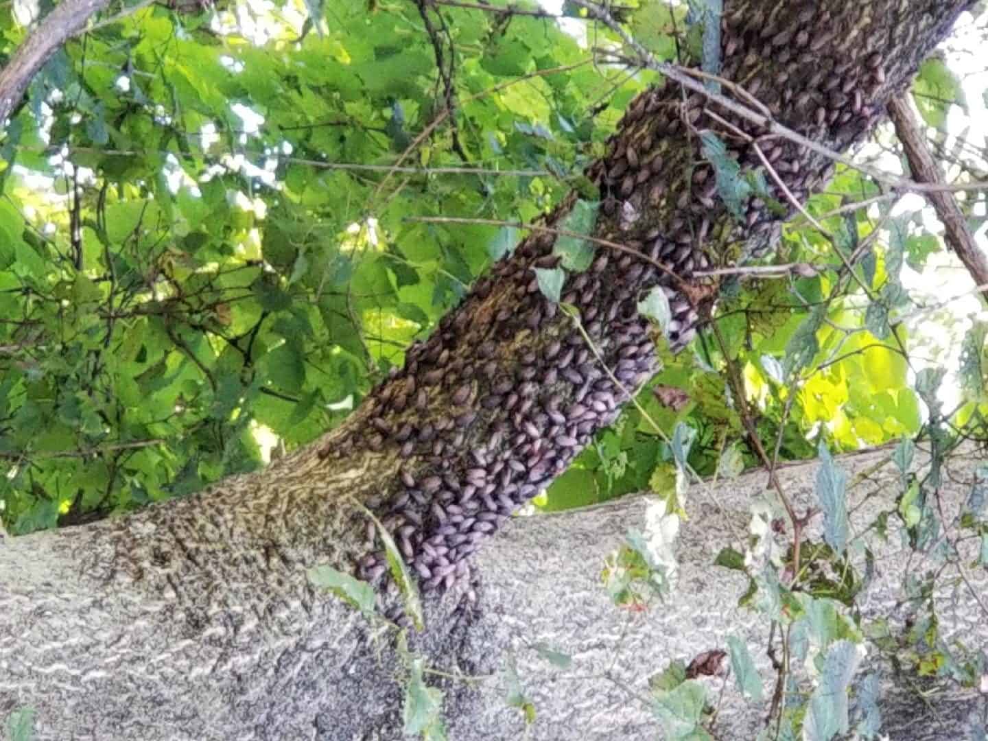 spotted lantern fly tree damage spotted lantern fly tree damage