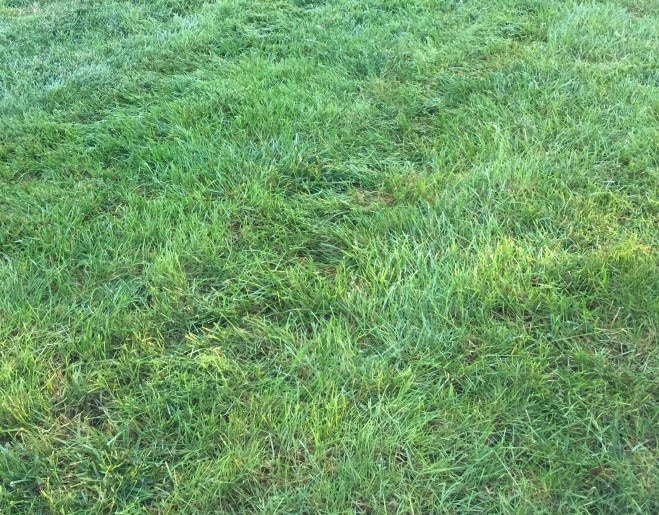 Thick Healthy Grass