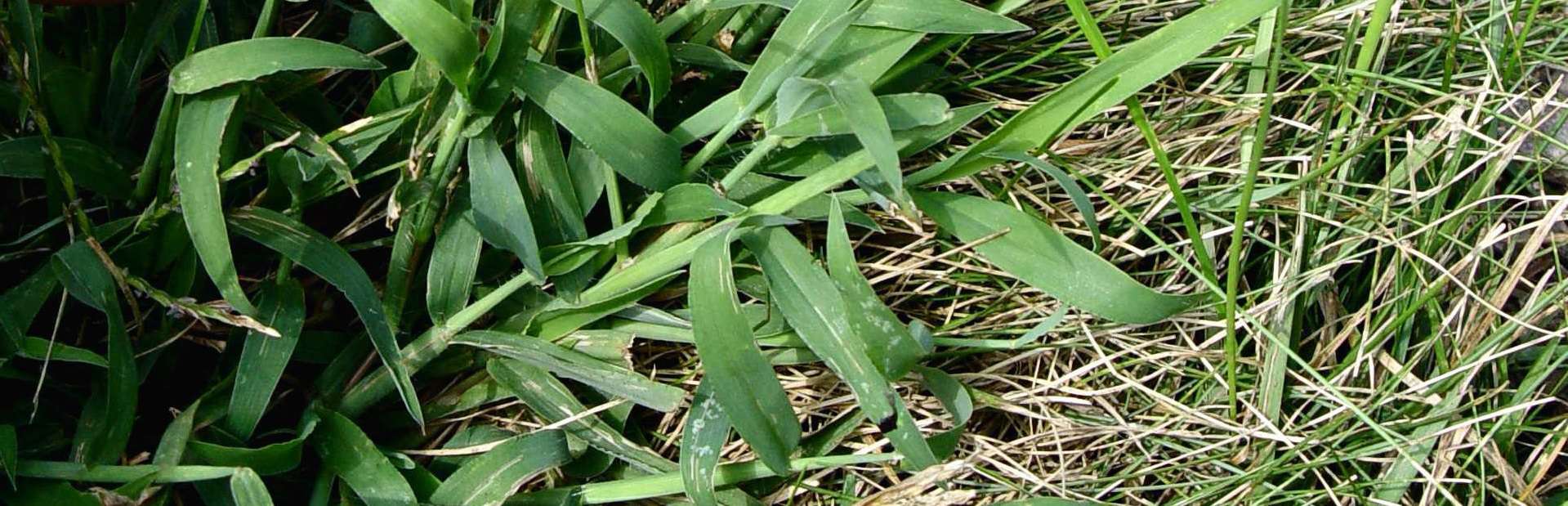 What is Crabgrass & Why is it Bad for My Lawn - Green ...