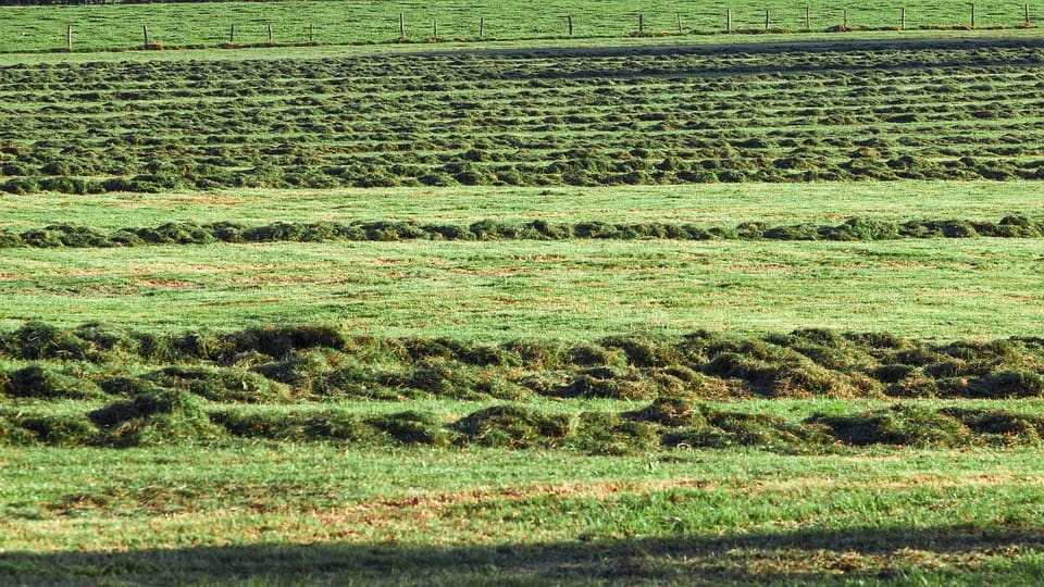 should i bag grass clippings should i bag grass clippings