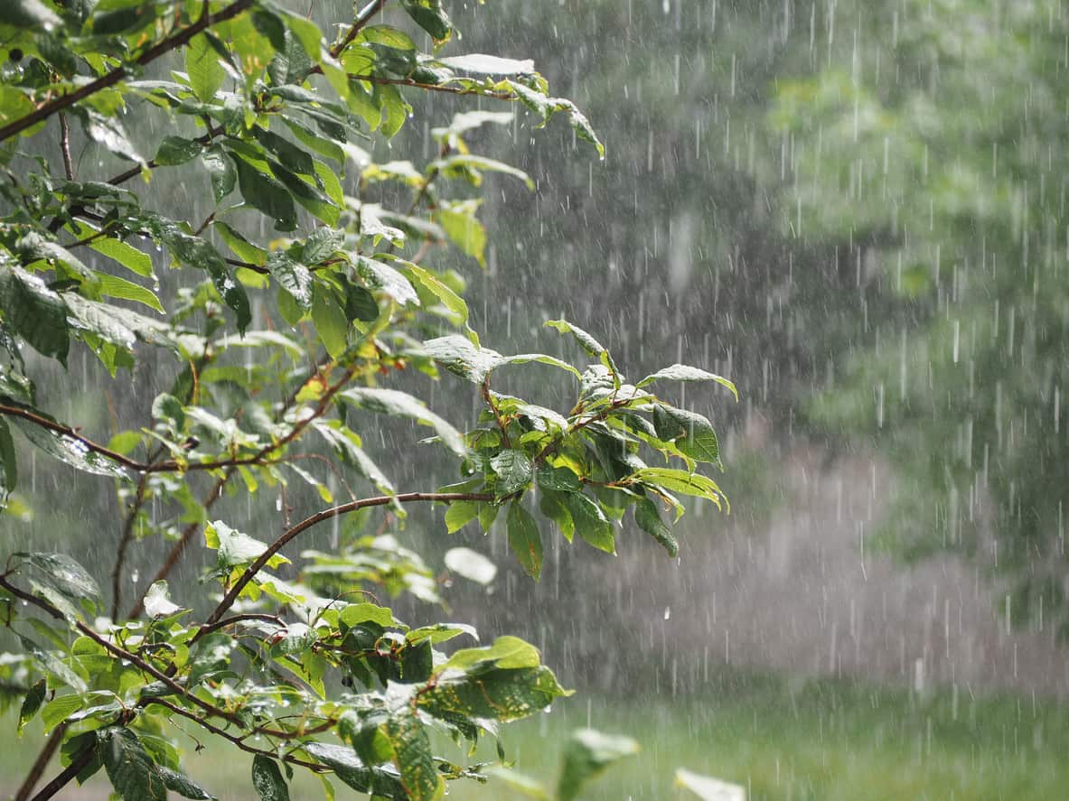 Learn how all that rain affected the health of your lawns. 