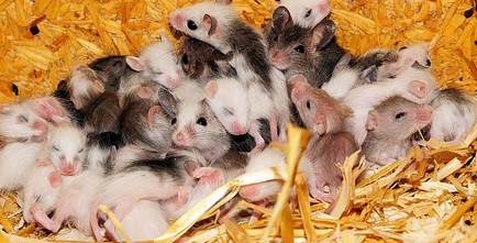 How to keep mice out of your home