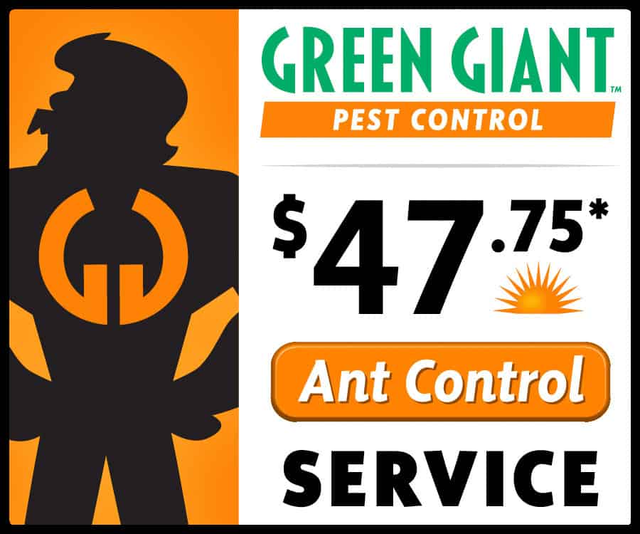 Ant Special