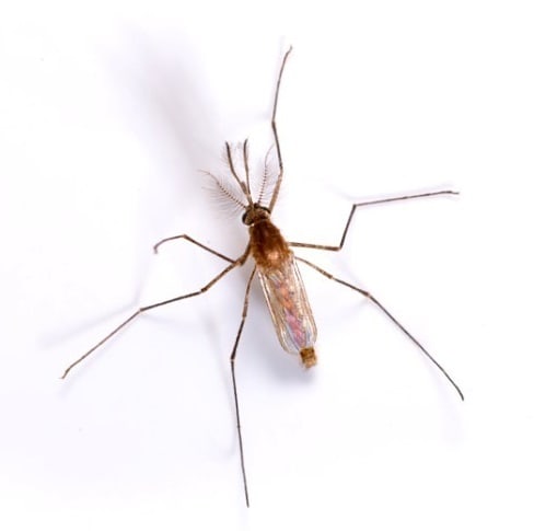 Mosquito