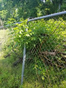 How to keep fence line clear