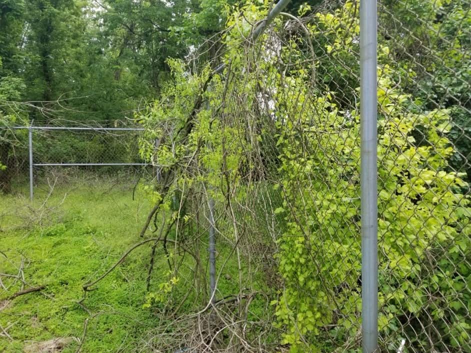 How to Keep Weeds & Grass Off a Chain Link Fence Green Giant Home