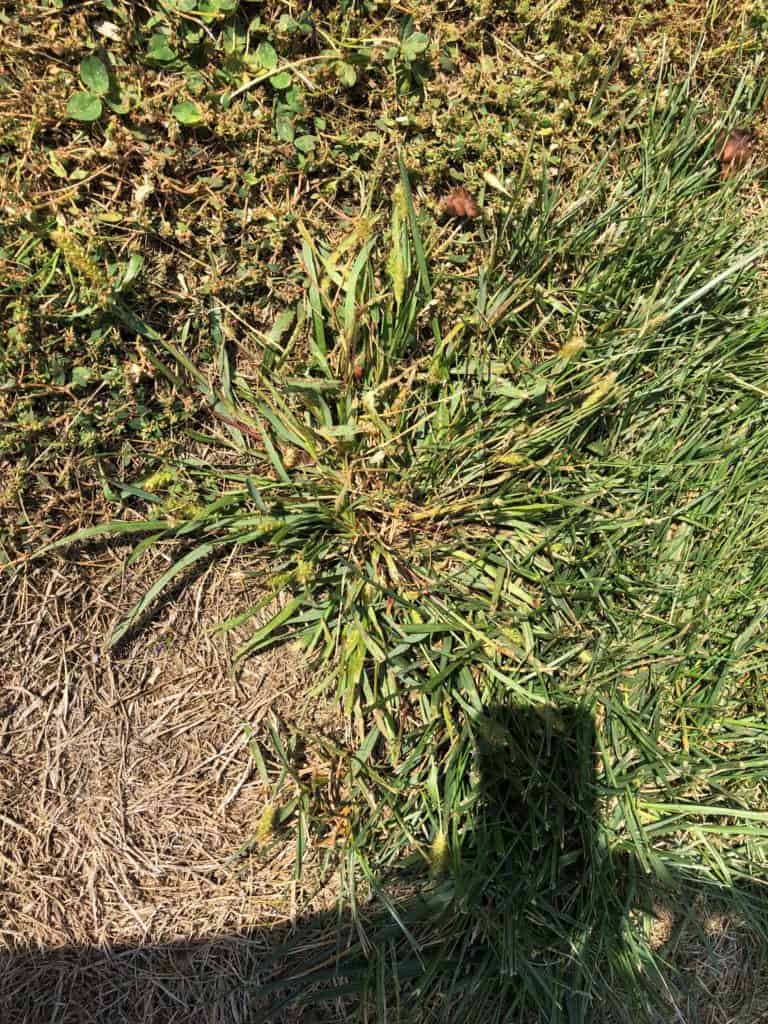 Why are Two Crabgrass Treatments Needed in the Spring? Green Giant