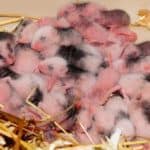 What happens if you ignore a mouse problem in your house