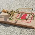 Where should I place mouse traps