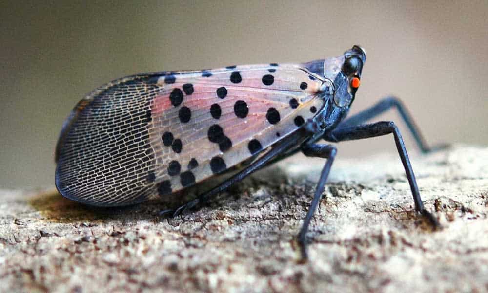 SLF FACTS! | Spotted Lantern Fly