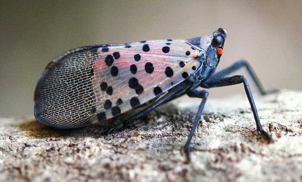 Spotted Lanternfly Have We Been Here Before? Green Giant Services