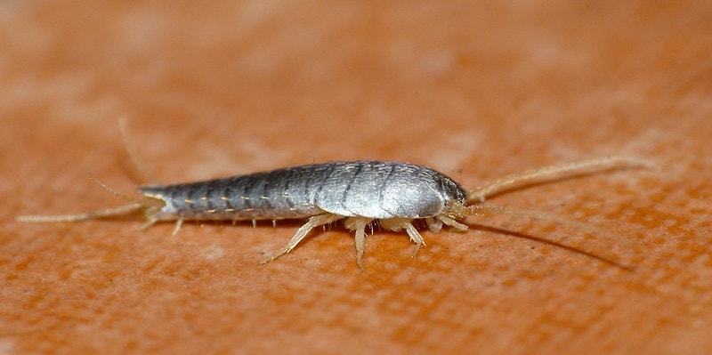 Why & How Do I Have Silverfish in My House - Green Giant Home & Commercial