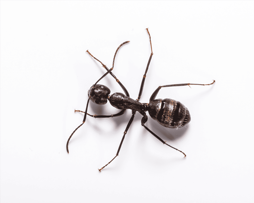 What Are The Signs Of Carpenter Ants In Your House Green Giant Services