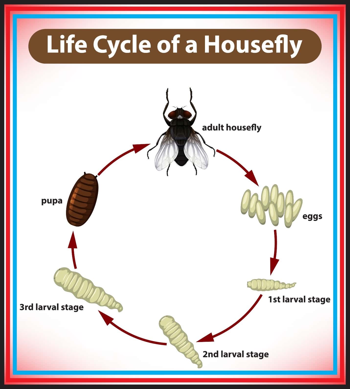 Life Cycle Of A House Fly Diagram