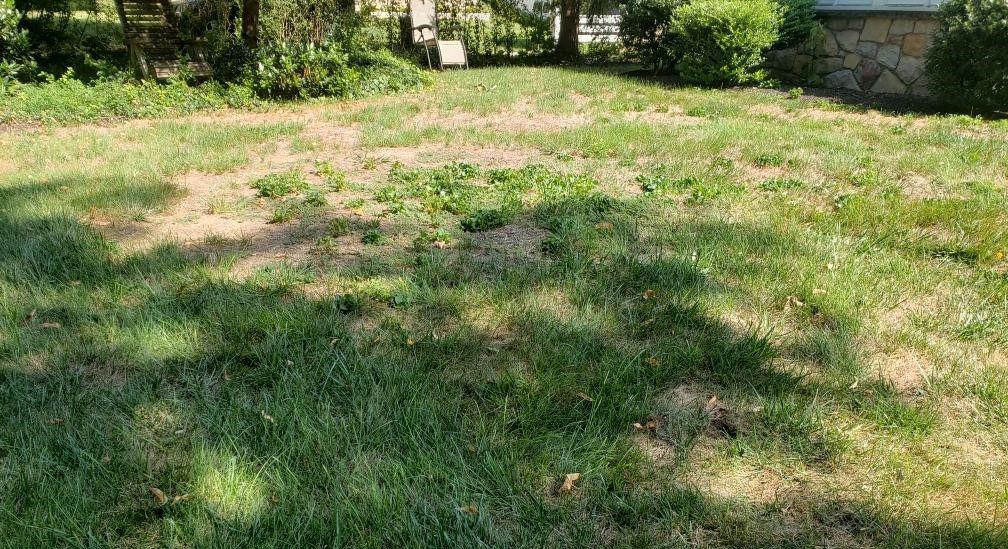 Lawn damaged by Sod webworms