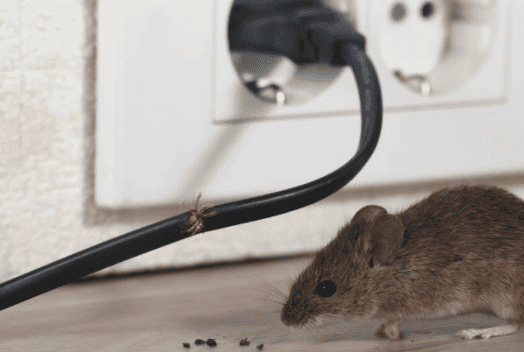 Mouse chewing wires