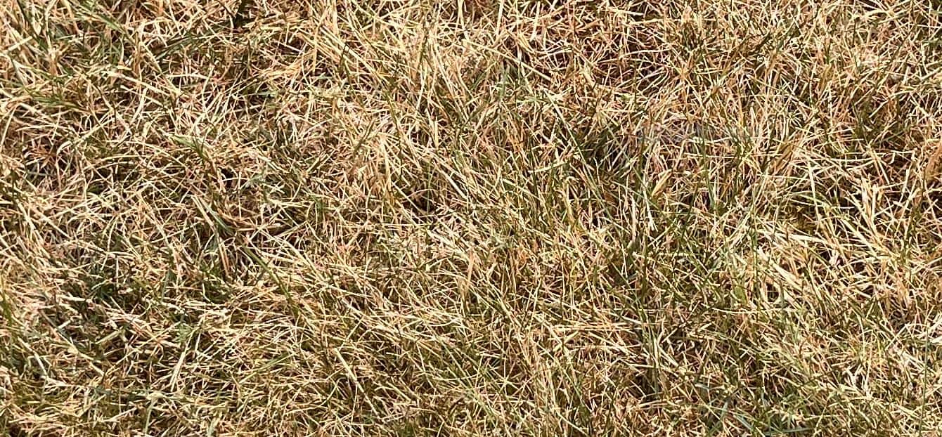 My Lawn Is Turning Brown Green Giant Home & Commercial