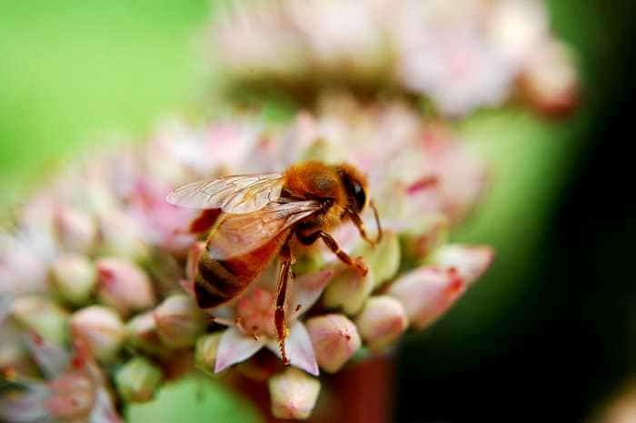 Honey bee