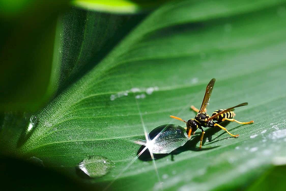 Yellow jacket