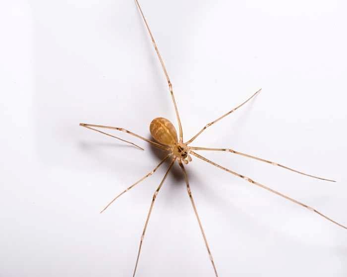 Cellar Spider Cellar Spider