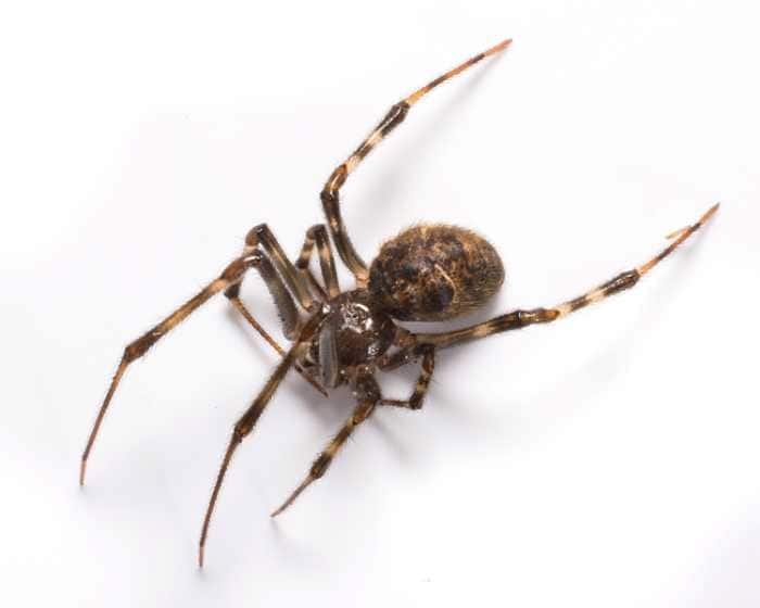 House Spider House Spider