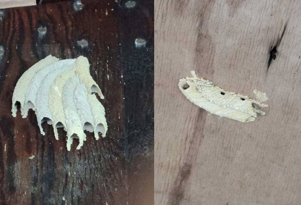 Two Mud Dauber Mud Nests