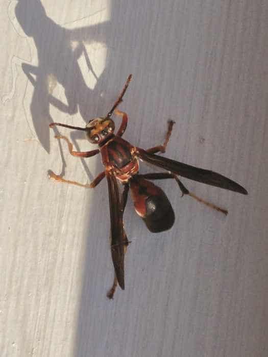 Paper wasp