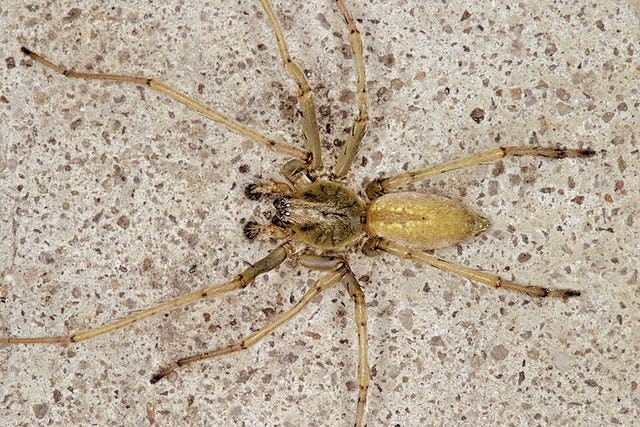 Sac Spider Sac Spider