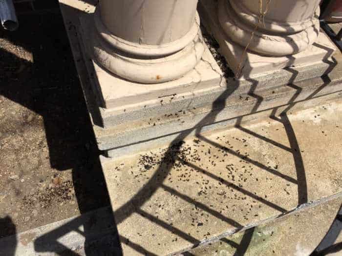 Carpenter Ants in Sinking Spring