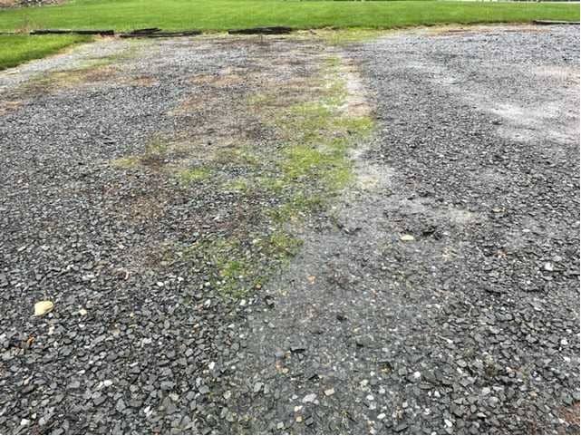 Spraying weeds when they are small is the best option