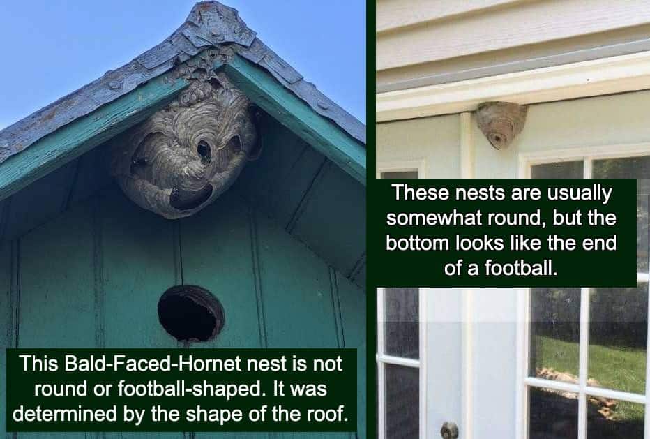 Bald faced hornet nests