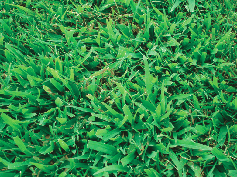 How to Identify and Treat Crabgrass