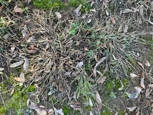 Dead crabgrass in early November