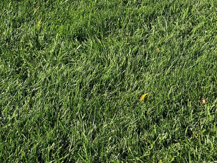 A nice perennial rye and tall fescue lawn in Wayne, Pennsylvania