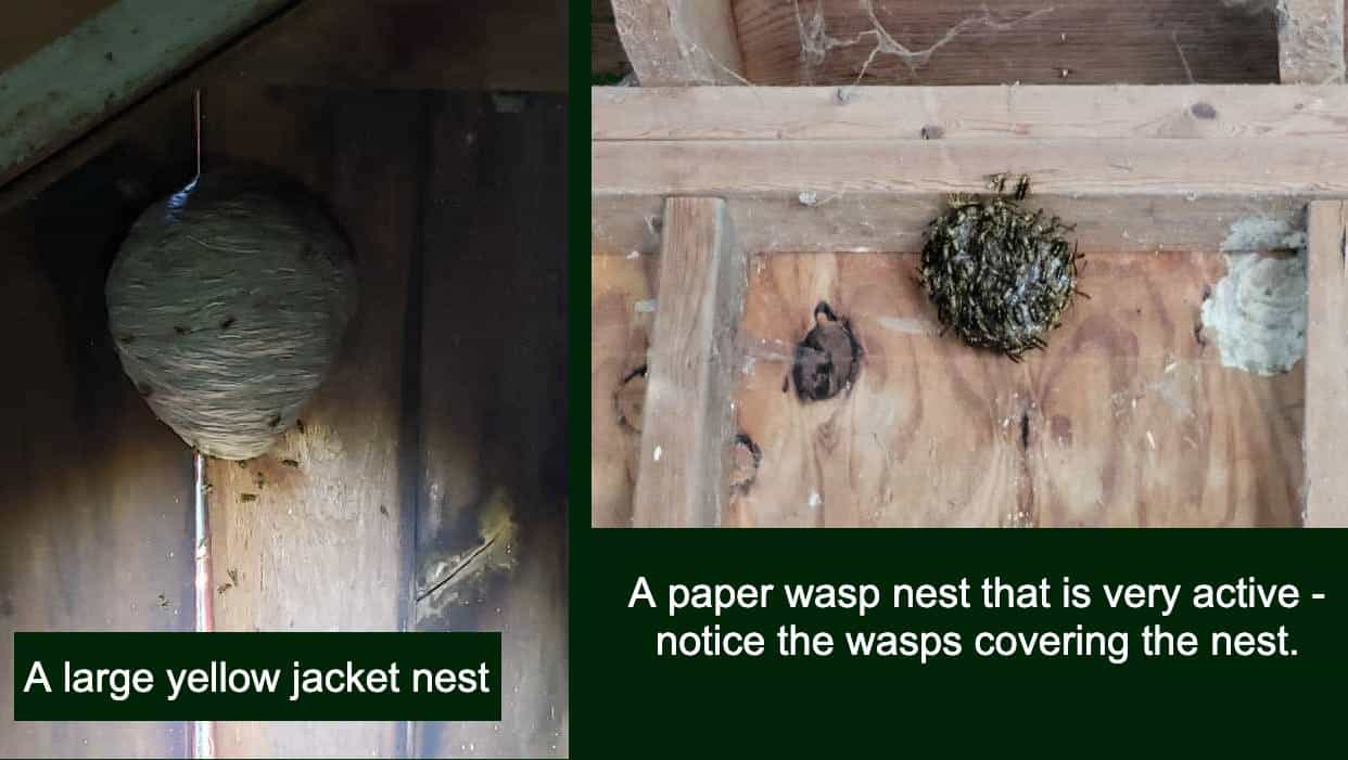 Identifying wasp and yellow jacket nests