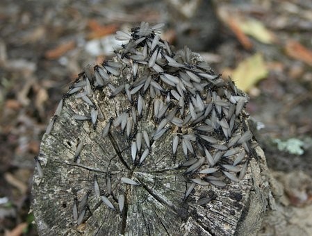 Termite Swarmers