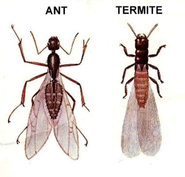 Termite vs Carpenter Ant bodies