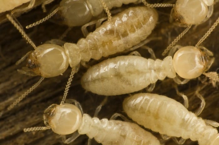 Worker Termites