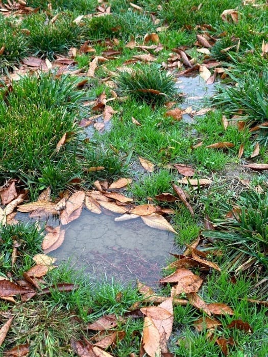 These Small Puddles were Breeding Grounds for Thousands of Mosquitoes in Exeter