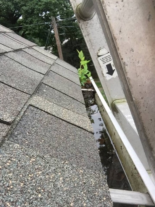 Rain gutters are a common place to find mosquitoes